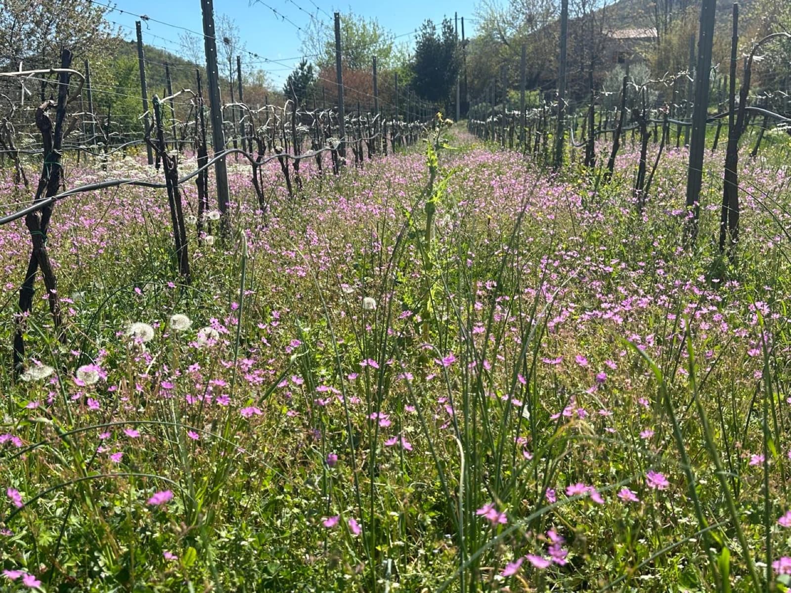 Companion wildflowers blooming between the vine rows at Jablan