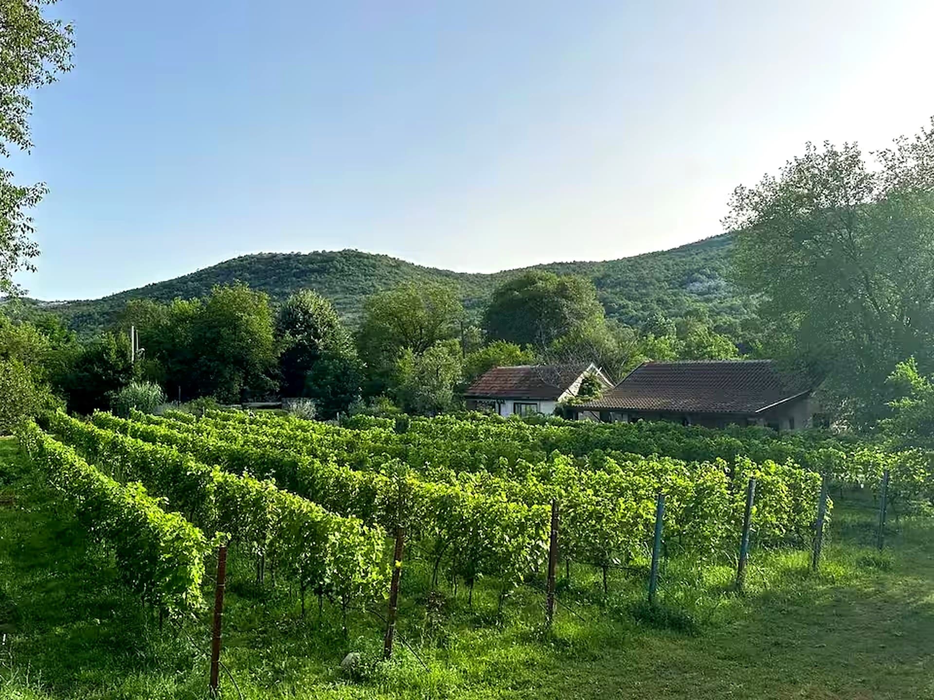 Jablan Winery vineyards above Skadar Lake