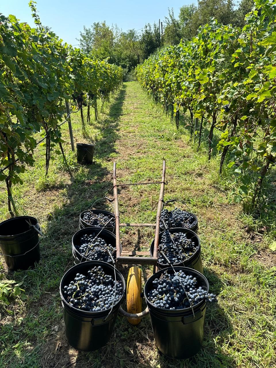 Wine glasses and local bites on the terrace