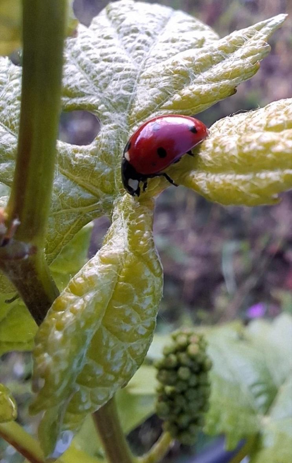 A ladybird at work on a young vine leaf